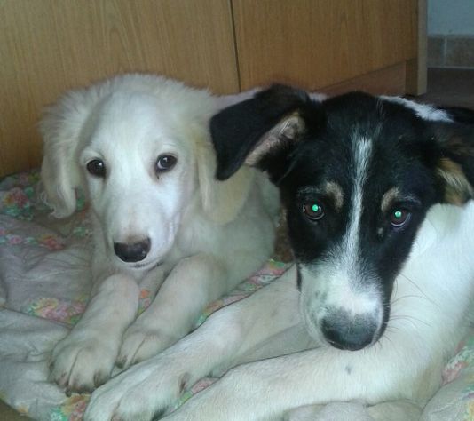 AL E JACK, stupendi cuccioli mix golden - Foto 2