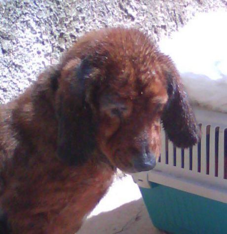 TOMMY, bracco dolcissimo per un cuore grande - Foto 3
