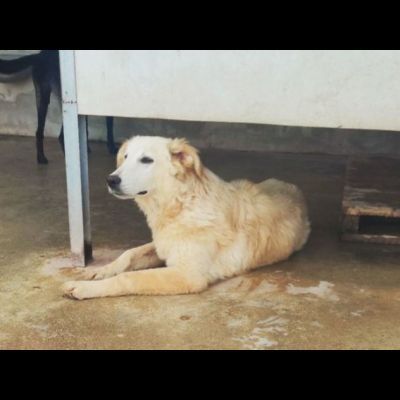DUCCIO GIOVANE CAGNOLINO IN ADOZIONE - Foto 5
