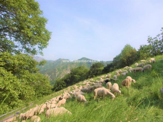 Terreno di 6000 m² in vendita a Gorno - Foto 3