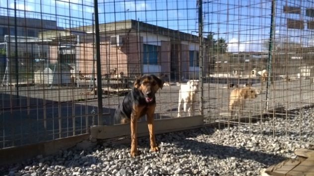 Cucciolone mix lupetto URGENTE! - Foto 3