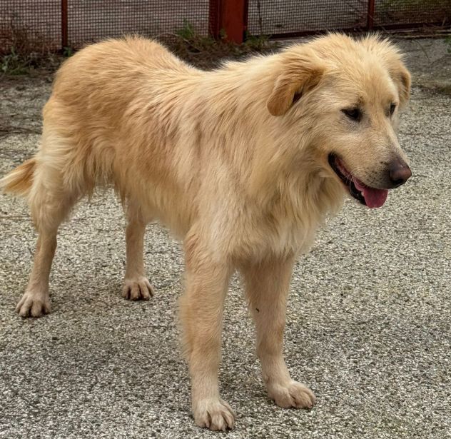 WHISKY e BIANCA, due cani bellissimi ma sfortunati - Foto 5
