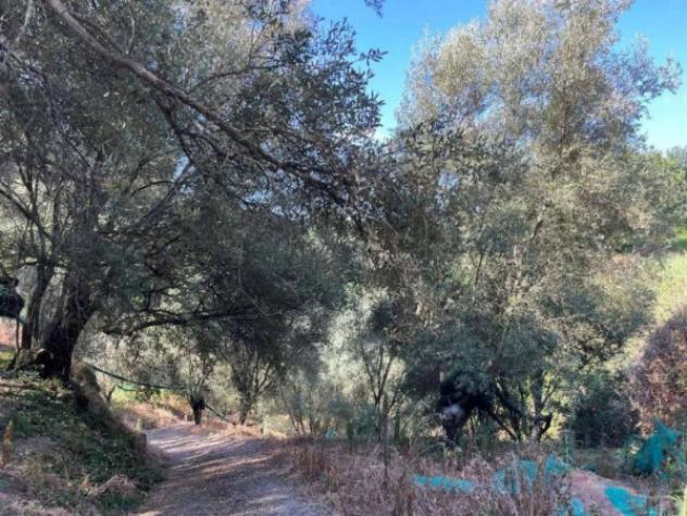 Immobile in asta di 62700 m² in vendita a Galatro - Foto 6