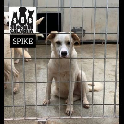 KEVIN, SPIKE, DIDO, TENERISSIMI CUCCIOLI IN ADOZIONE - Foto 6