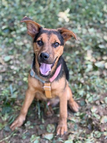 DARIUS, cucciolo mix PASTORINO dall'anima gentile. - Foto 5