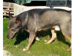 MILAGRO, cane buonissimo, abbandono estivo