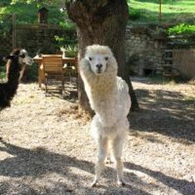 B&B Il Sentiero nel Bosco - Foto 4
