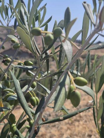 Agricolo in Contrada Strange - Foto 4