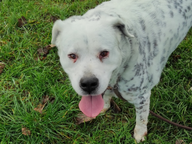 CANE IN ADOZIONE: AMELIE, una vita di briciole. - Foto 4