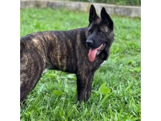 BLACK SALVIAMOL DAL CANILE CANE IN ADOZIONE