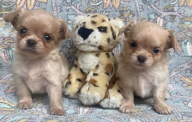 Cuccioli chihuahua - Foto 2
