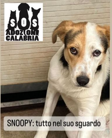 SNOOPY CAGNOLINO IN ADOZIONE - Foto 3