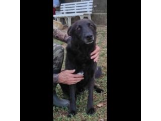 ALBERTO lupetto in miniatura, socievole, curioso, cane in adozione