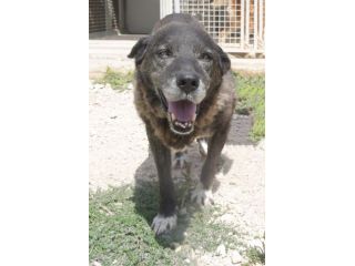 Igor per 10 anni tenuto da solo in una campagna