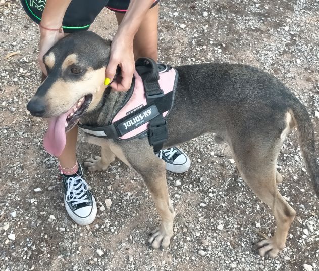 GIULIO IN ADOZIONE - Foto 10