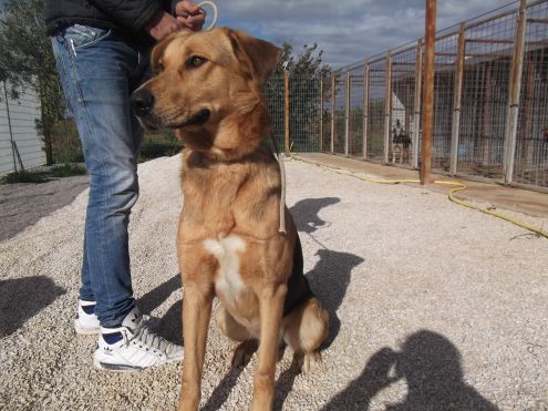 ALONSO, bellissimo mix alano - Foto 4