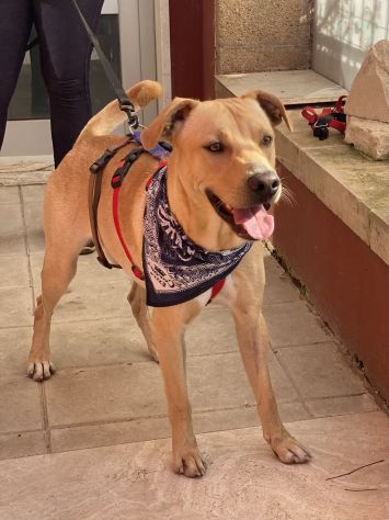 Tuono ,cucciolo di 2 anni in adozione - Foto 2