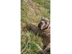 Disponibili cuccioli di corso italiano XXL