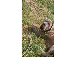 Disponibili cuccioli di corso italiano XXL