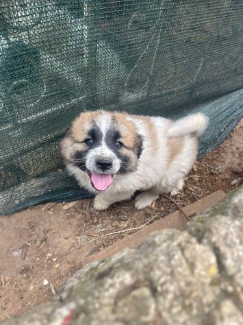 Lillino cucciolo