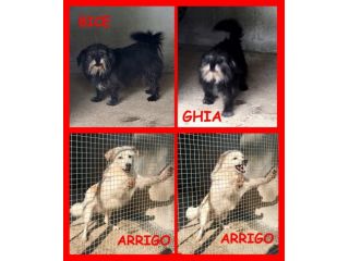 CAGNOLINI ARRABBIATI SOLI IN CANILE CERCANO CASA