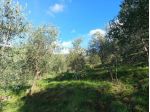 Terreno agricolo in vendita a Montemagno - Calci 6500 mq  Rif: 1417815