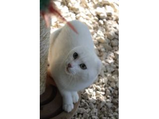 Meringa gattina , adozione del cuore
