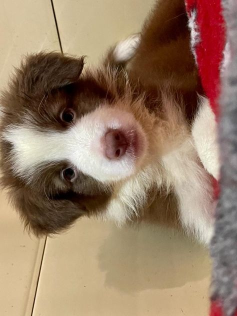 Cuccioli di Border Collie di alta genealogia - Foto 2