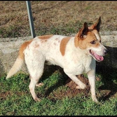 TAMBURELLO GIOIOSO NONOSTANTE UN'INTERA ESISTENZA IN CANILE CANE IN ADOZIONE - Foto 6
