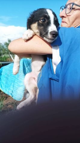 Choco cucciolo mix pastore australiano border collie - Foto 4