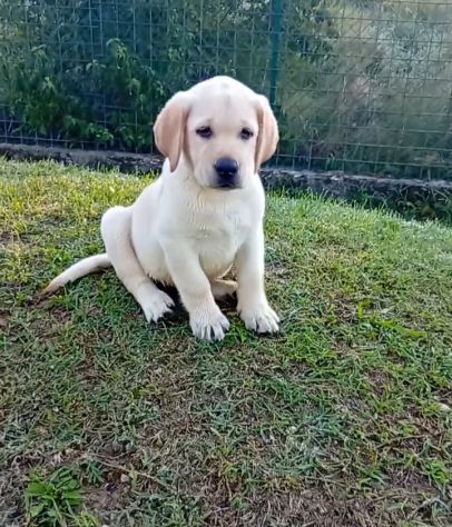 Labrador Retriever Cuccioli con pedigree - Foto 4