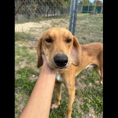 DIAMANTE SOCIEVOLE DELICATO CANE IN ADOZIONE TG CONTENUTA - Foto 7