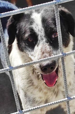 CANE IN ADOZIONE: ESCAPE, taglia medio contenuta.