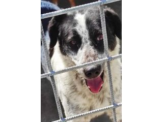CANE IN ADOZIONE: ESCAPE, taglia medio contenuta.