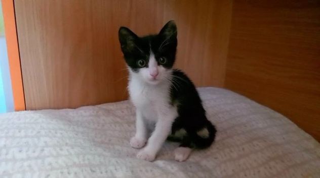FELIX, adorabile micino in adozione - Foto 7
