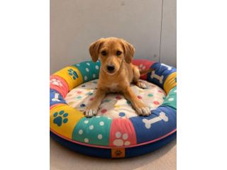 Regalo cuccioli taglia medio piccola