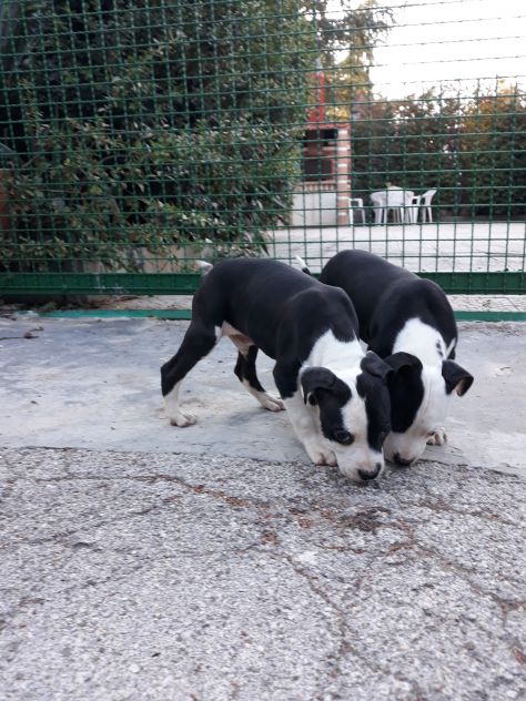 Allevamento Amstaff Black &amp; White Puglia con pedigree - Foto 3