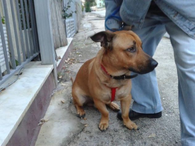 CHARLY, dolcissimo cane in cerca d'amore URGENTE - Foto 3