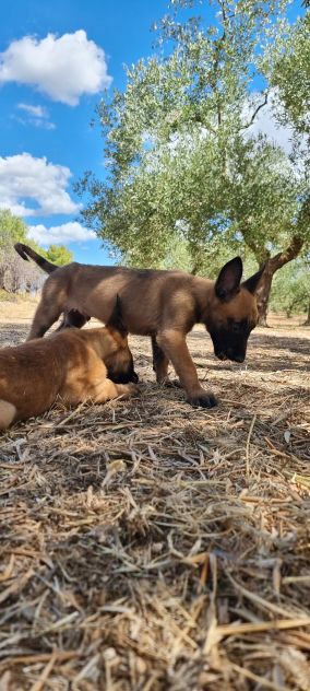 Allevamento e Cuccioli Pastore Belga Malinois Campania. Consegna tutta Italia. - Foto 5