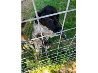 Trilly taglia medio piccola 12 kg