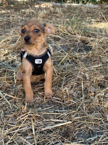 Meraviglioso cucciolo taglia piccola! - Foto 4