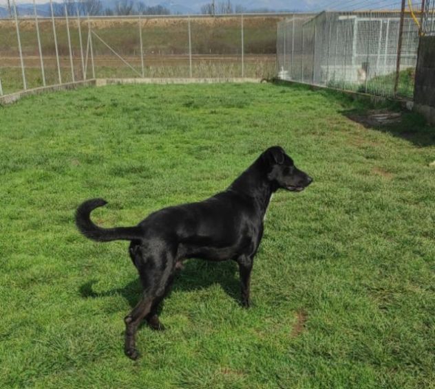 CANE DA ADOTTARE - Foto 10