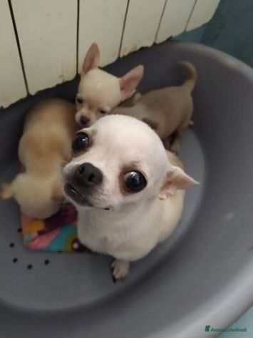 Regalo Cucciolo chihuahua toy