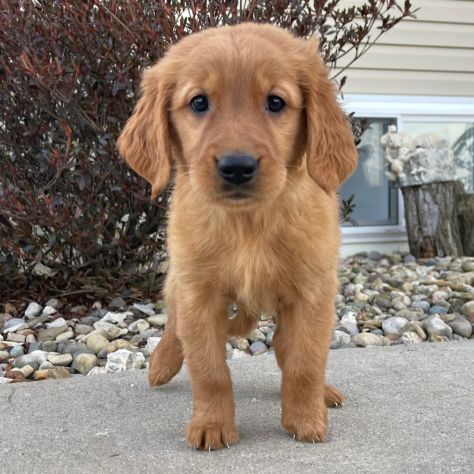 Cuccioli di Golden Retriever - Foto 4