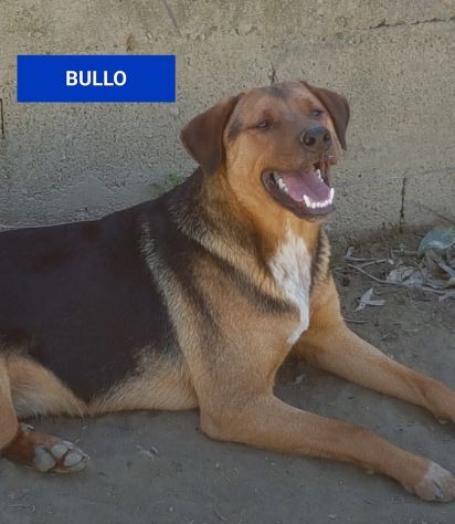 BULLO CONCENTRATO DI TENEREZZA, CANE IN ADOZIONE - Foto 9