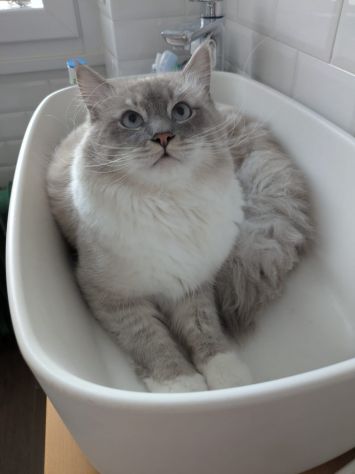 Gatto Siberiano - Foto 3