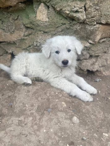 Beppe cucciolo
