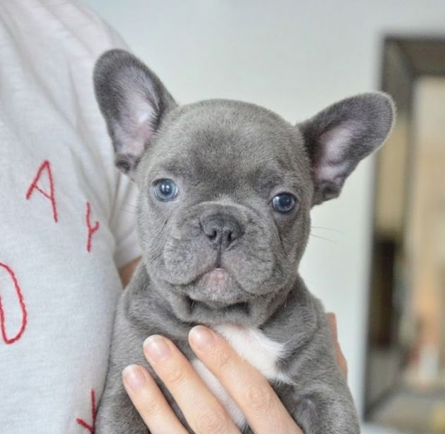 BULLDOG FRANCESE CUCCIOLI BLUE - FRENCH BOULEDOGUE pag rate - Foto 2