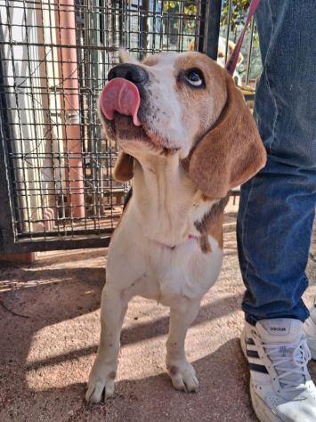 Alvin: nonnino Beagle dolcissimo. Lo cedono - Foto 3