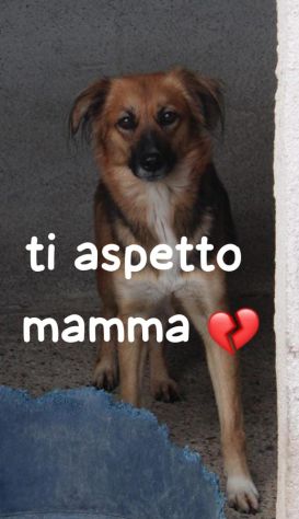 FRECCIA 4 ANNI 12 kg circa - Foto 3